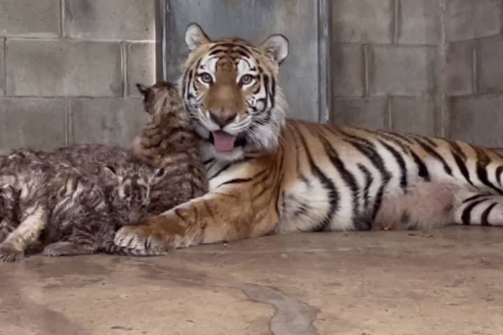 Five New Tiger Cubs Born At Six Flags Wild Safari