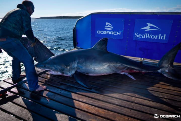 Another Massive Shark Tracked Off Maryland Coast — This One 1,600 Pounds