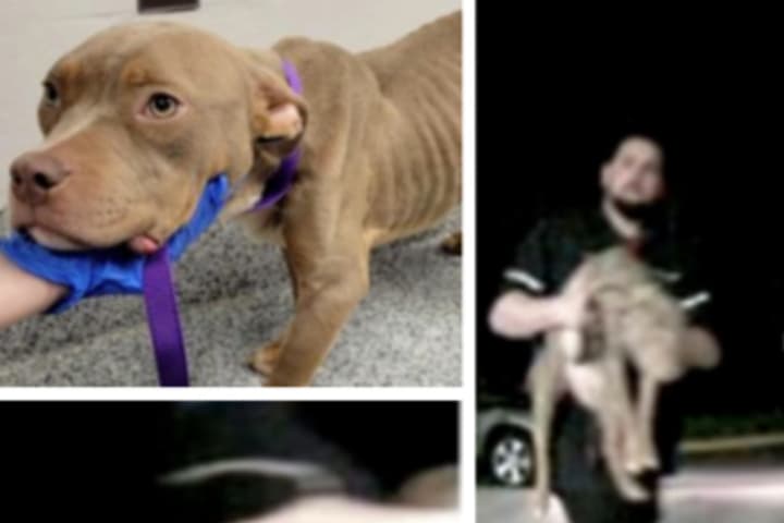 Emaciated Pitbull Tied To Virginia Shelter Door In Apparent Animal Cruelty Case: Police