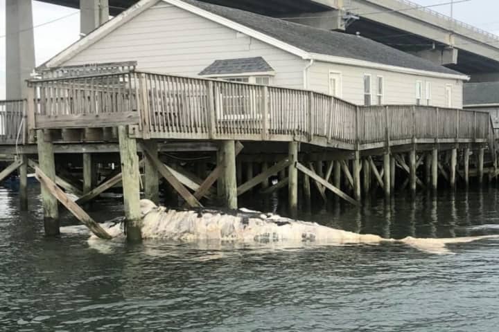 Dead Whale Found Under Dock Of Abandoned Jersey Shore Home