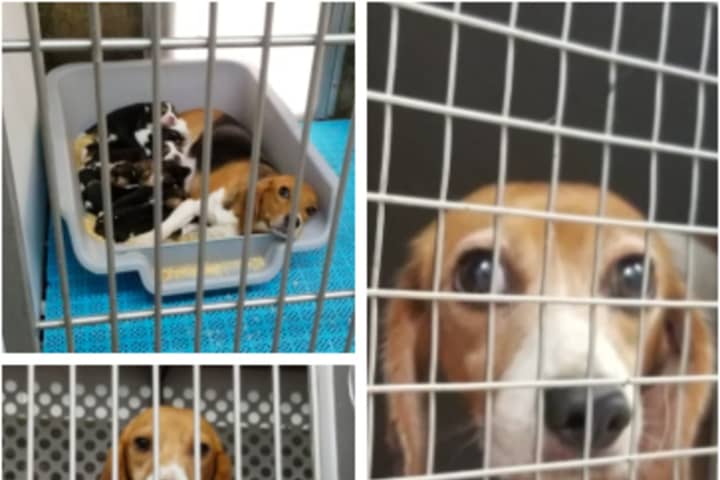 4,000 Beagles Rescued From Research Facility Approved By Judge For Adoption