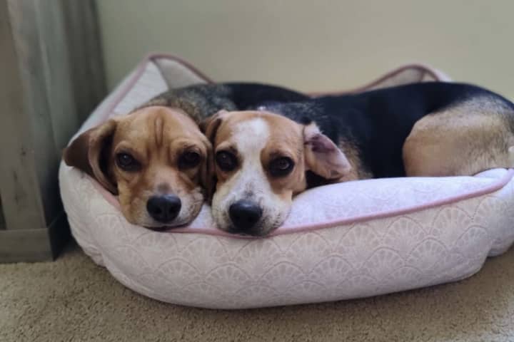 Here's How To Adopt One Of The 4,000 Envigo Beagles