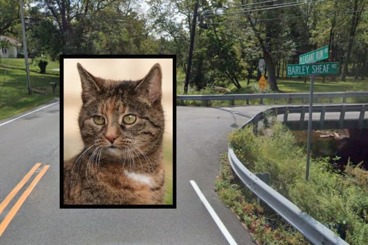 Stray Cat Tests Positive For Rabies In Hunterdon County