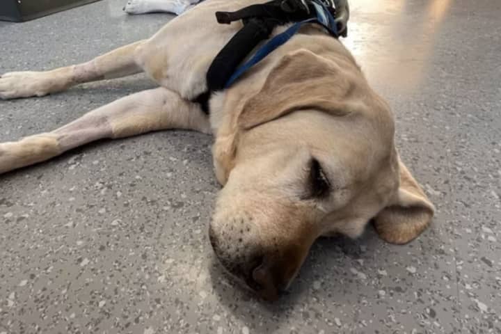 Guide Dog, Fighting For Life, Travels To NY For Treatment