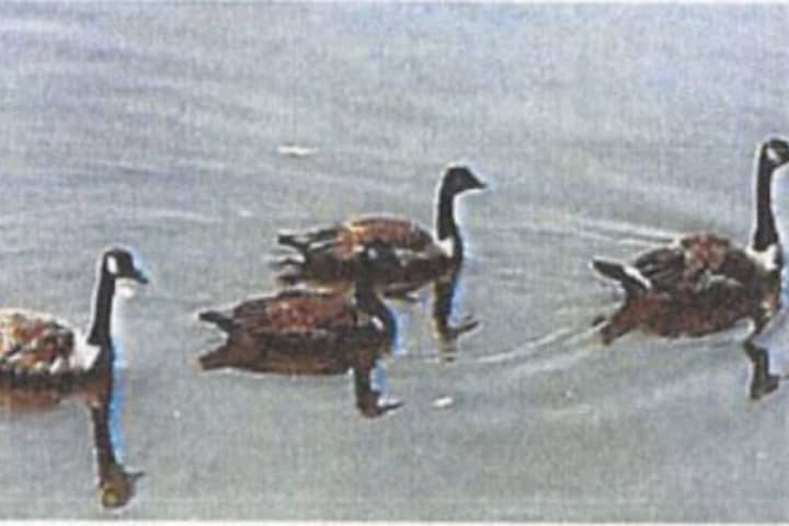 Wild Goose Chase: Three Boys At Large After Protected Bird Found Dead In Maryland