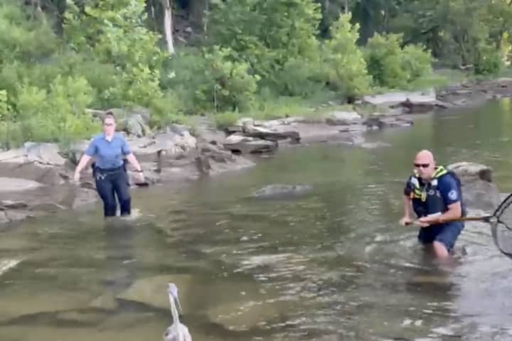 Injured Blue Heron Stuck In Waterway Saved By DC Officials