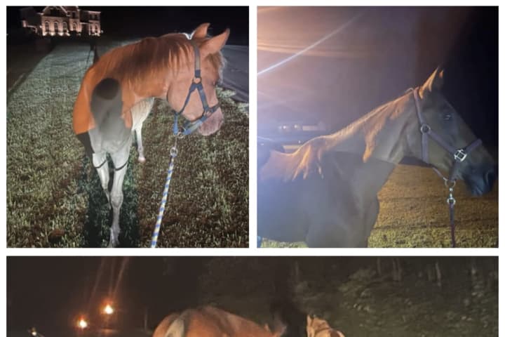 Stirrup Trouble: Alert Issued For Horses Found Roaming Around Calvert County Neighborhood