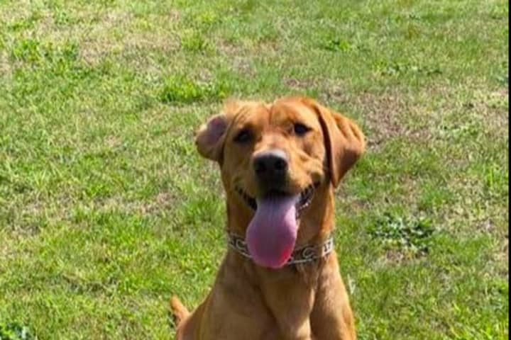 Mysterious Death Of Fire Marshal K9 Prompts Questions In Gloucester County: Reports