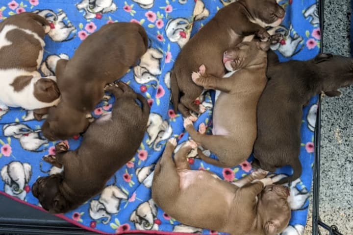 Six Puppies Kidnapped From Mom In DC, Reward Offered