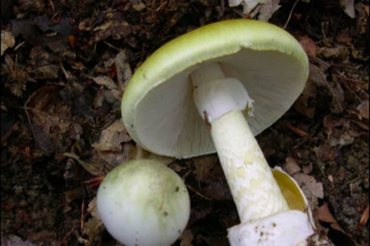 Central Mass Mom, Son Nearly Killed By 'Death Cap' Mushroom Saved By Experimental Drug: Report