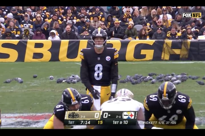 Pigeons Steal Show From Saints-Steelers Matchup On Football Sunday In Pittsburgh