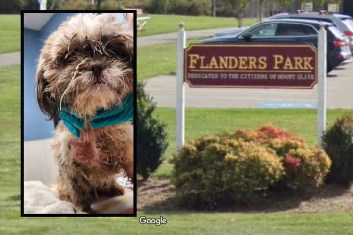 KNOW ANYTHING? Abused, Neglected Dogs Found Abandoned Near Mount Olive Park, Police Say
