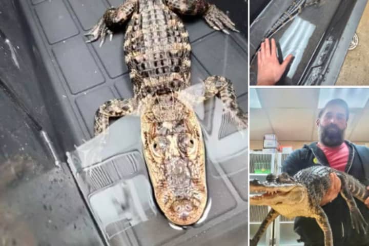 Alligator In Plastic Container Dumped At Jersey Shore