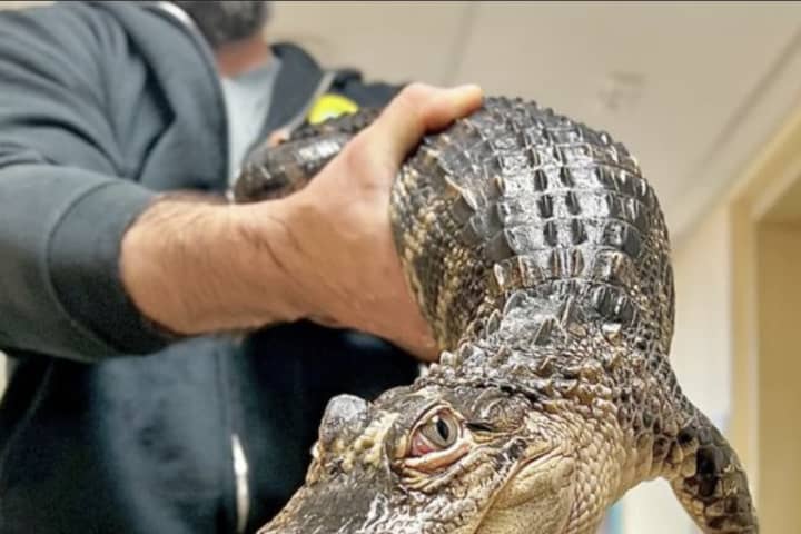 'Missing' Alligator's Owner From East Orange Faces Wildlife Charges, SPCA Says