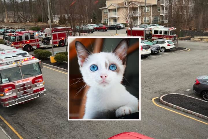 Here’s How A ‘Curious Kitty Cat’ Prompted A Fire Department Response In Morris County