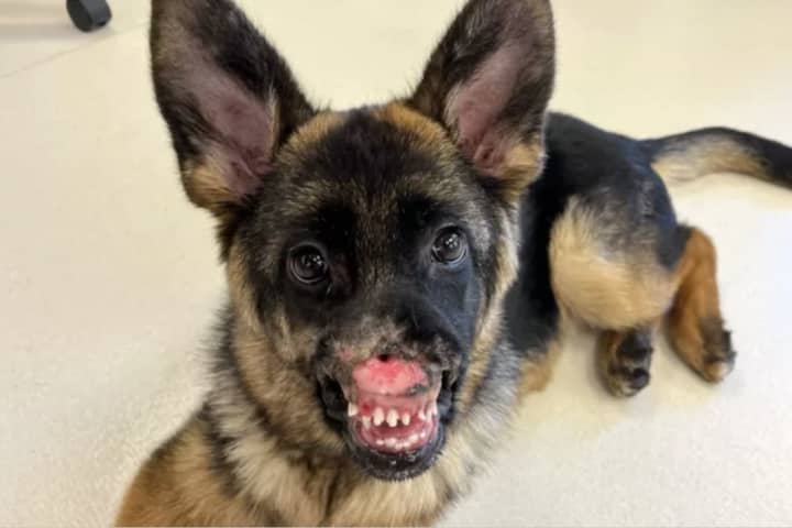 18-Week-Old Puppy In Danbury Loses Nose: Thousands Raised To Fund Surgery Costs