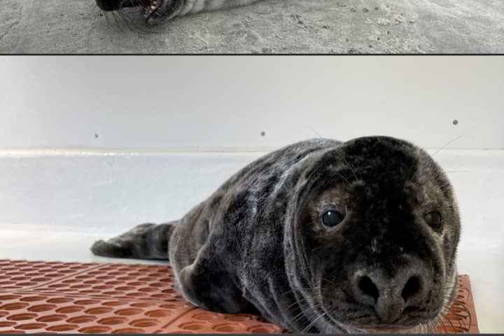 Baby Seal Stranded On Jersey Shore Migrated 400 Miles From Maine