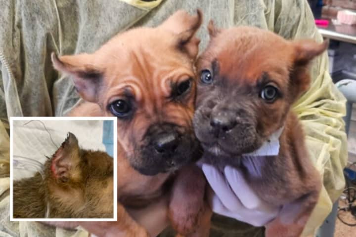 14 Dogs Seized In Illegal Ear, Tail Cropping Operation In Philadelphia: PSPCA