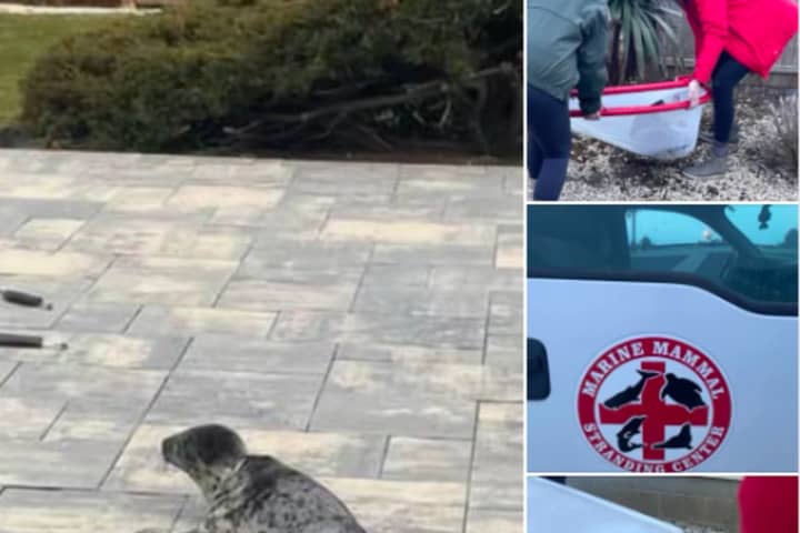 Seal Stops Traffic On Route 35