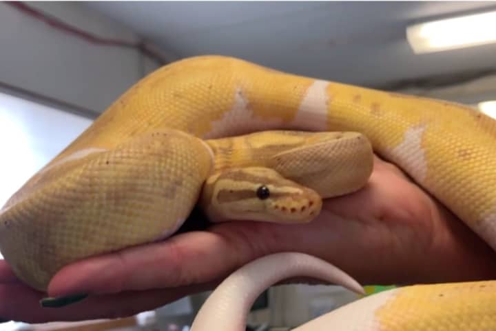 Loose Snake Seized After Scare In Jersey City High-Rise