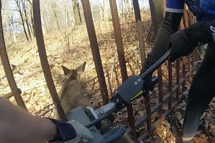 Deer Stuck In Iron Gate Freed By Hydraulic Tool In Area: Video