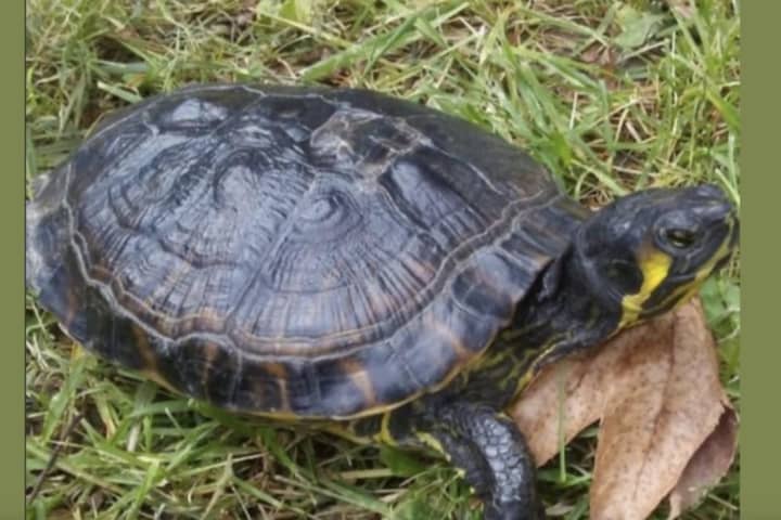 SEEN HER? Pet Turtle Goes Missing In Cape May County