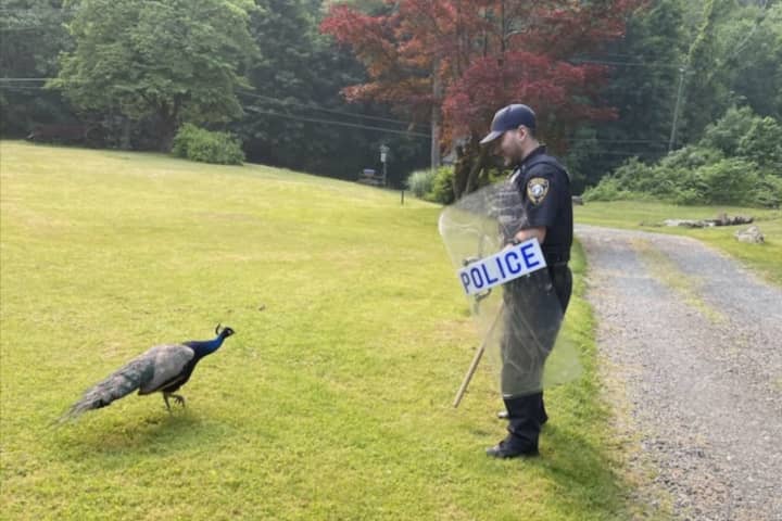 Police Grapple With Aggressive Peacock In Westchester