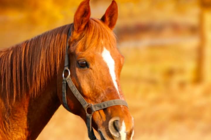 Horses Test Positive For Herpes, Property Quarantined In Sussex County