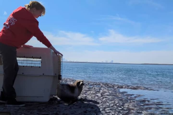 Watch Seal Bitten By Shark's Emotional Return To Jersey Shore Waters