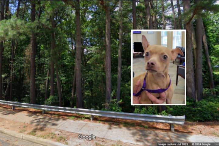 Cruel Woman Dumps Pup With Broken Leg Along Virginia Roadway, Police Say