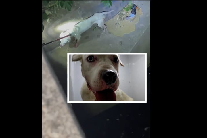 Video Captures Officer Rescuing Emaciated Dog Running Loose In Philly Creek