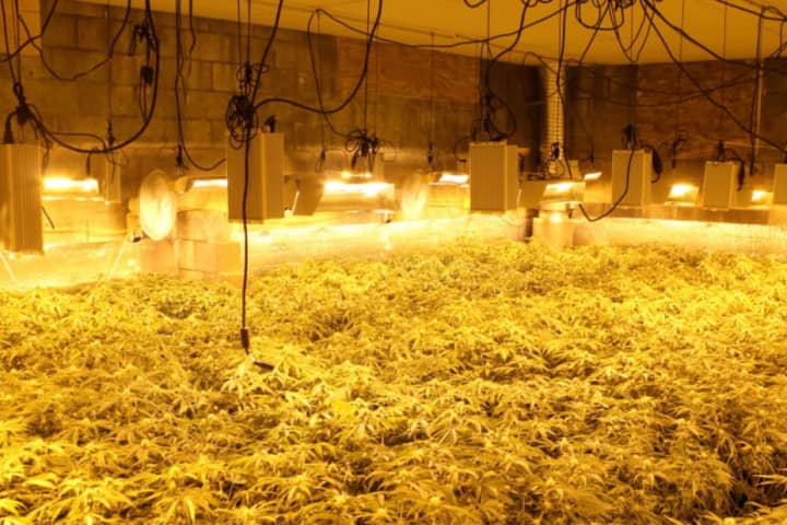 Police Yank 3,300 Marijuana Plants From Illegal Grow