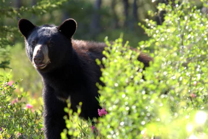 Hunters Accused Of Using Donuts To Lure Bear Face Charges