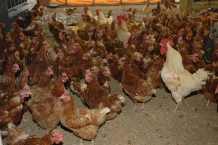 3.4+Mil Birds Have Avian Flu In PA: USDA