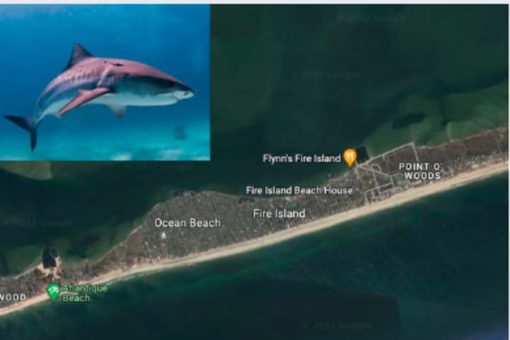 Long Island On Alert As Brand-New Shark Bite Incident Brings Number To Six In Two Weeks
