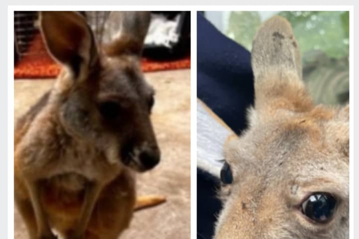Illegally Owned Baby Kangaroo In Pennsylvania Listed For Sale On Facebook Marketplace