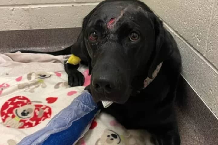 Service Dog Seriously Hurt In Hit, Run In Central PA