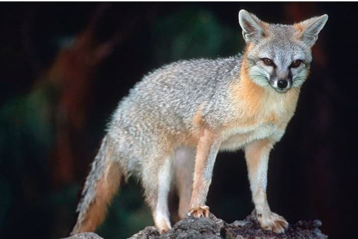 Alert Issued After 'Aggressive,' Rabid Fox Captured In Region
