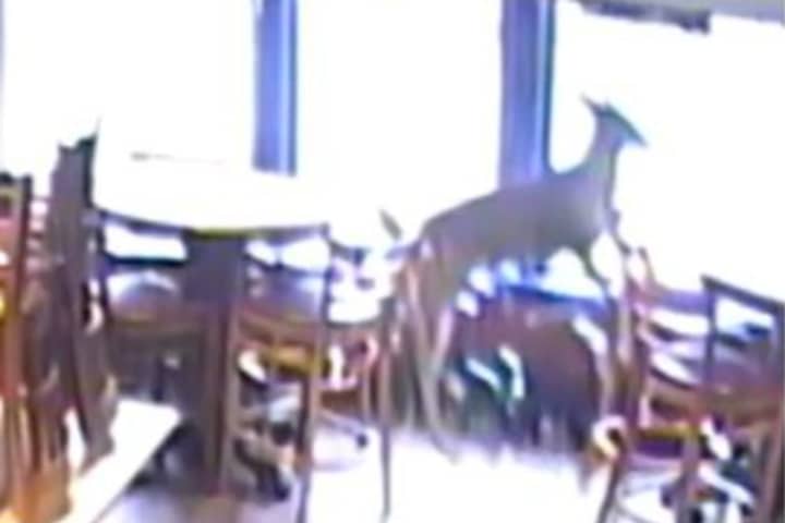 Deer Smashes Through Window Of Gettysburg Restaurant