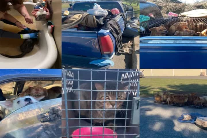 Community Rallies To Save Sick Cats Found In Filthy Pickup Truck In Sussex County