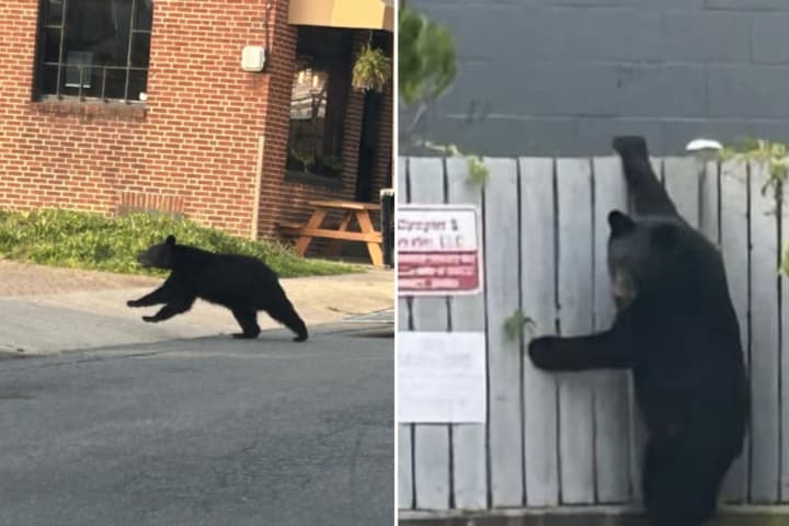 Black Bear In Frederick County Tracked Down In Tree Amid Ongoing Construction In The Area