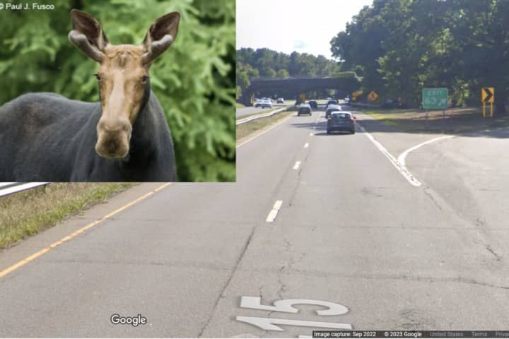 Moose Struck, Killed By Car On Route 15 In North Haven