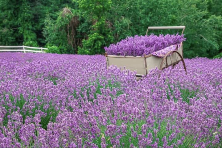 Destress At Lavender Farm Fest In Holden With Live Music, Food, Drinks, More