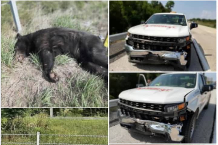 Bear Struck Dead On US 15 Near Gettysburg: Authorities (PHOTOS)