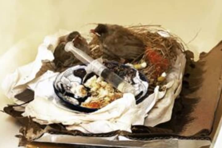 Live Birds Seized From Passenger Coming From Dubai Into Dulles In VA