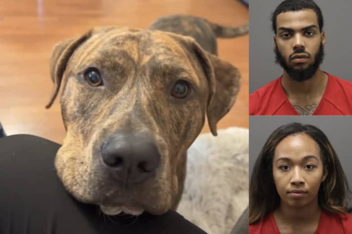 Dognappers Scheme To Steal Back Animal They Gave Up In VA: Police