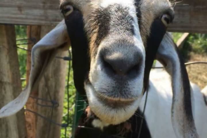 FOUND! Missing Goats Returned To Jersey City Cemetery