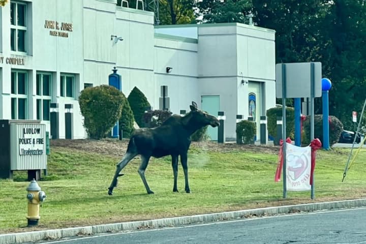 Moose On Lam Caught After Making Break From Ludlow Police Office