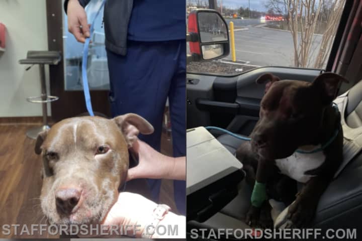 Dog's No Demon: Animal Abuser Arrested In Stafford, Sheriff Says