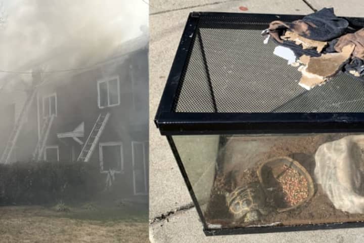 Turtle, Ferret Rescued From Tricky Two-Alarm Fire That Damaged Northeast DC Homes (VIDEO)